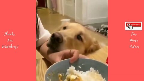 Cute dogs😍🥹