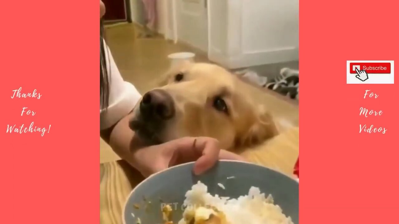 Cute dogs😍🥹