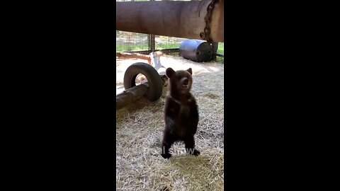 animal transformation