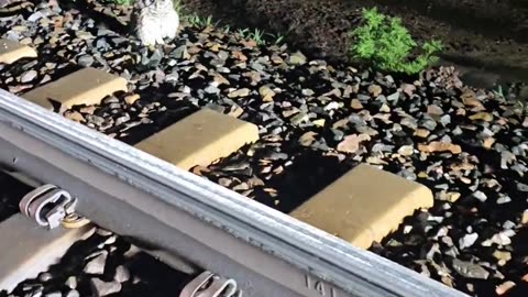 🤯🦉 You Won't Believe What Happens When Checking on a Downed Owl! | FunFM
