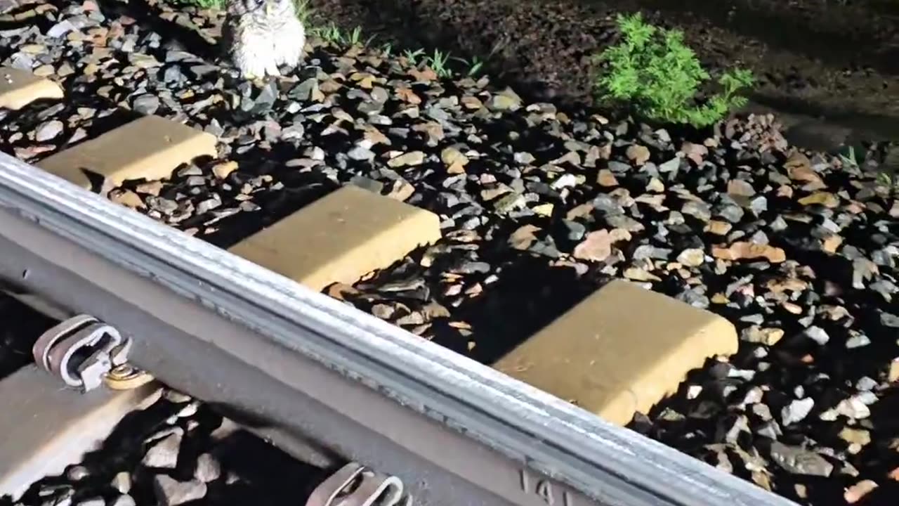 🤯🦉 You Won't Believe What Happens When Checking on a Downed Owl! | FunFM