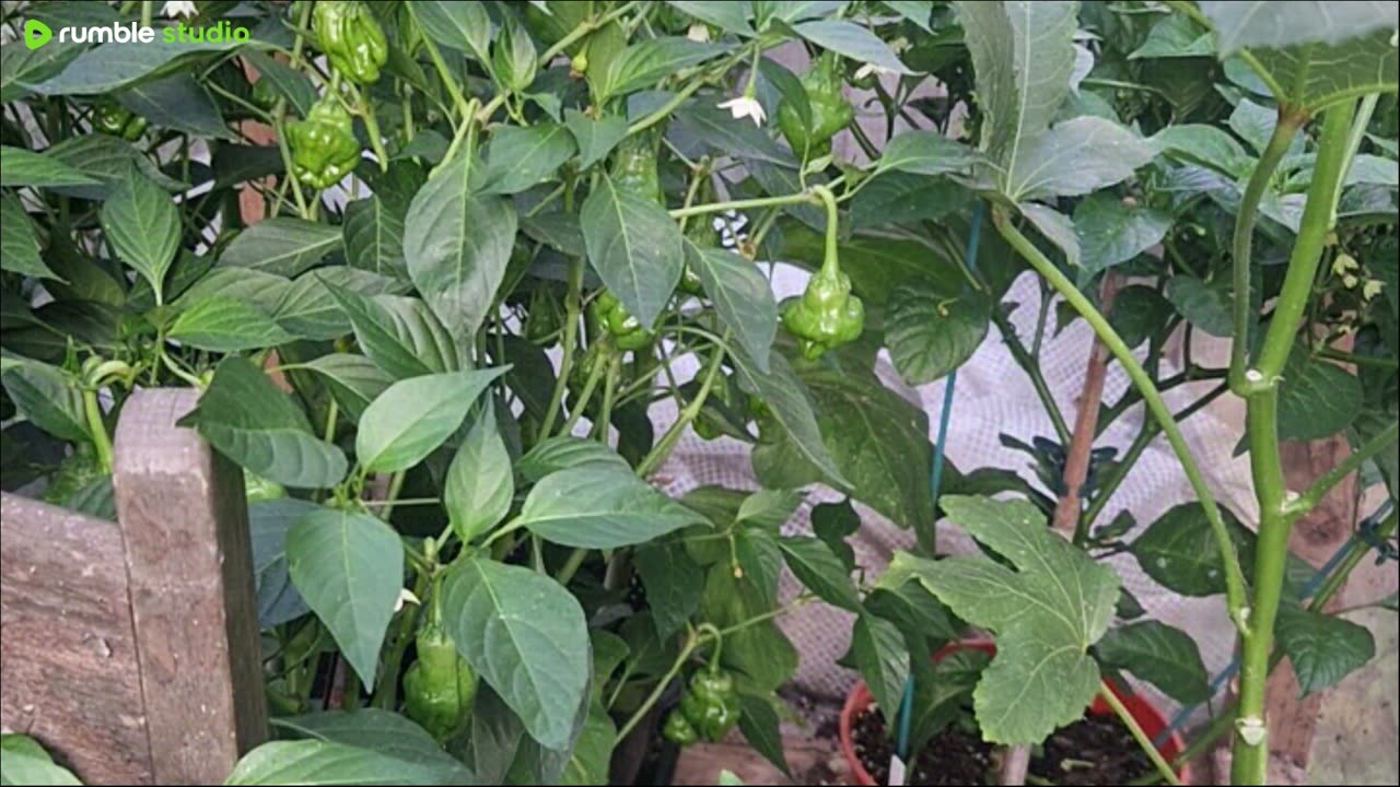 Join me in the garden 🌱 reporting some plants