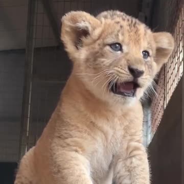 A baby lion shows off his roar..