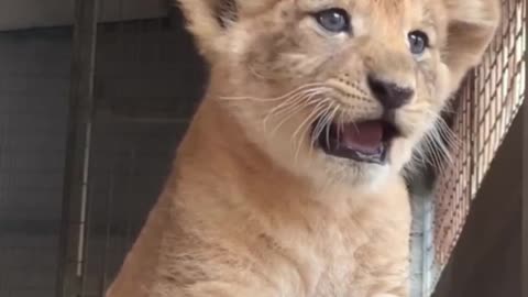 A baby lion shows off his roar..