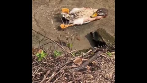 Paws, Claws & Fails: Epic Animal Compilation!