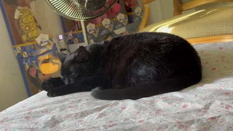 Cute Precious Piper Takes a Little Nap on the Bed - Adopting a Cat from a Shelter Vlog