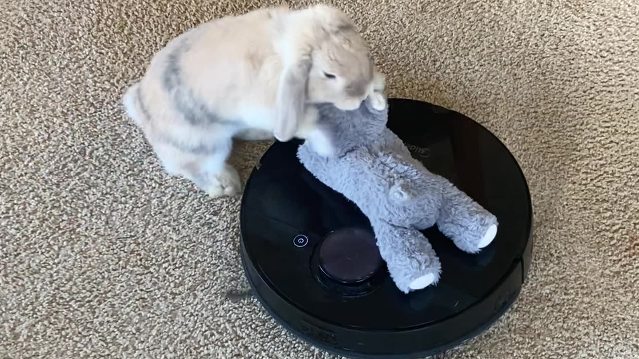Bunny Has Some Fun on Roomba