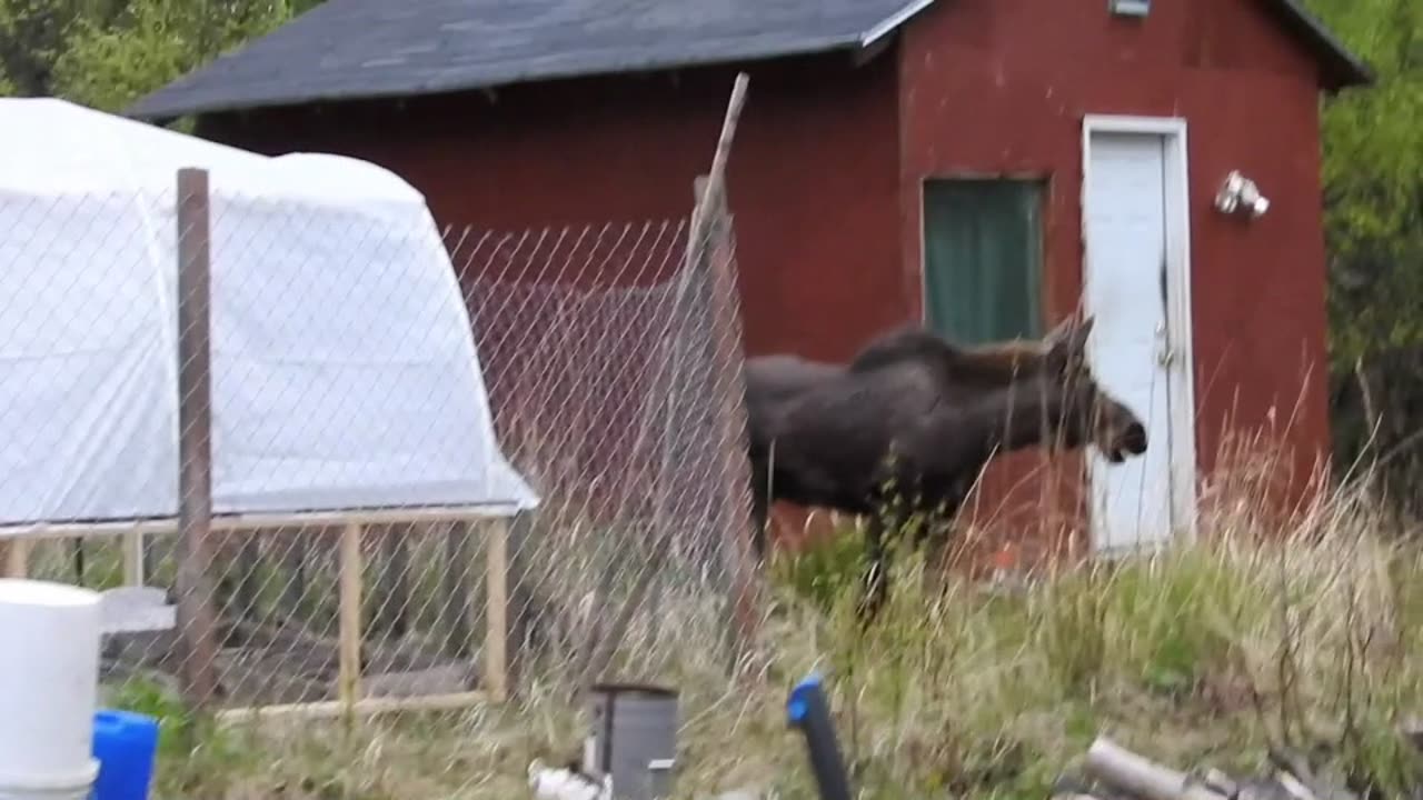 Chasing Turkeys