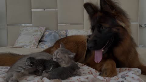 German Shepherd Meets Kittens