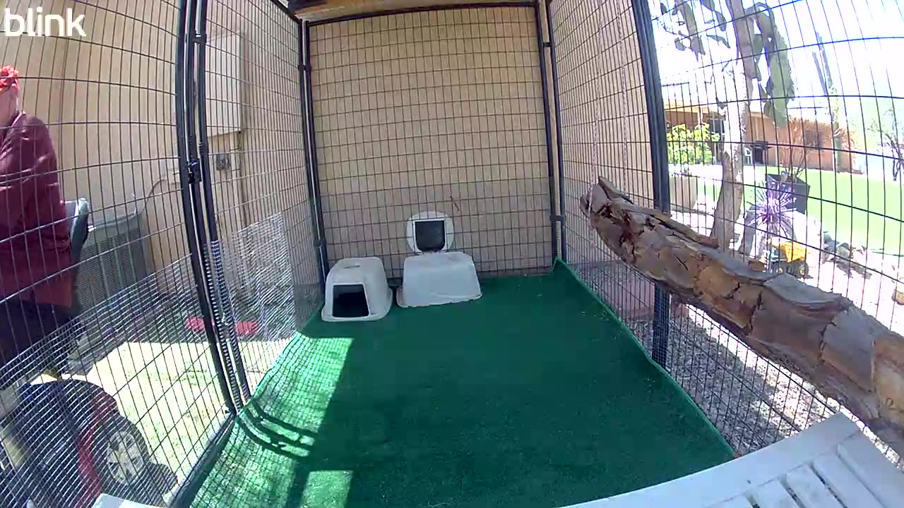 Vacuuming The CatHouse