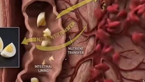 Why you should eat boiled eggs!