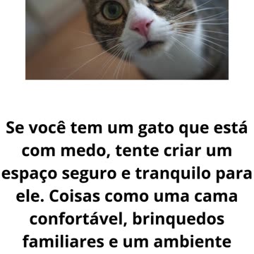 o gato com medo.mp4
