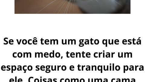 o gato com medo.mp4