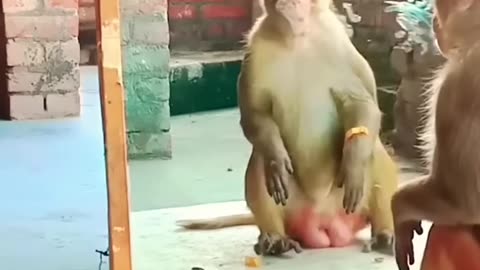 Monkey vs Mirror