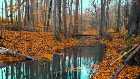 24/7 Relaxation Live: Nature Calms Stress (Authentic Sounds)