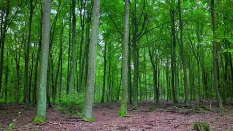 24/7 Relaxation Live: Nature Calms Stress (Authentic Sounds)