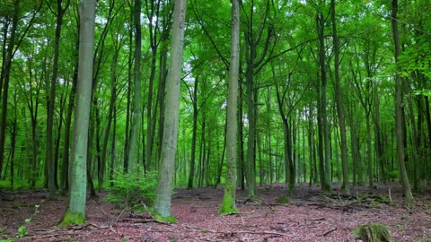24/7 Relaxation Live: Nature Calms Stress (Authentic Sounds)