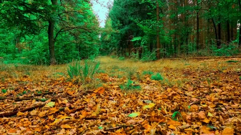 24/7 Relaxation Live: Nature Calms Stress (Authentic Sounds)