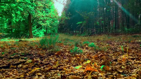 24/7 Relaxation Live: Nature Calms Stress (Authentic Sounds)