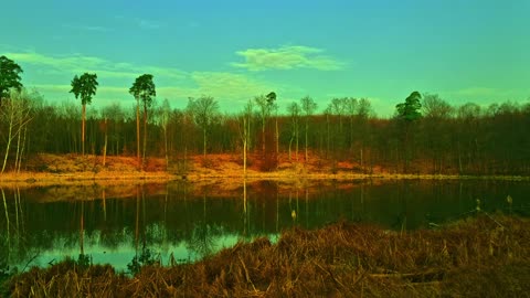 24/7 Relaxation Live: Nature Calms Stress (Authentic Sounds)