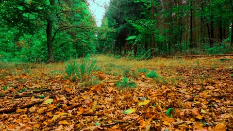 24/7 Relaxation Live: Nature Calms Stress (Authentic Sounds)