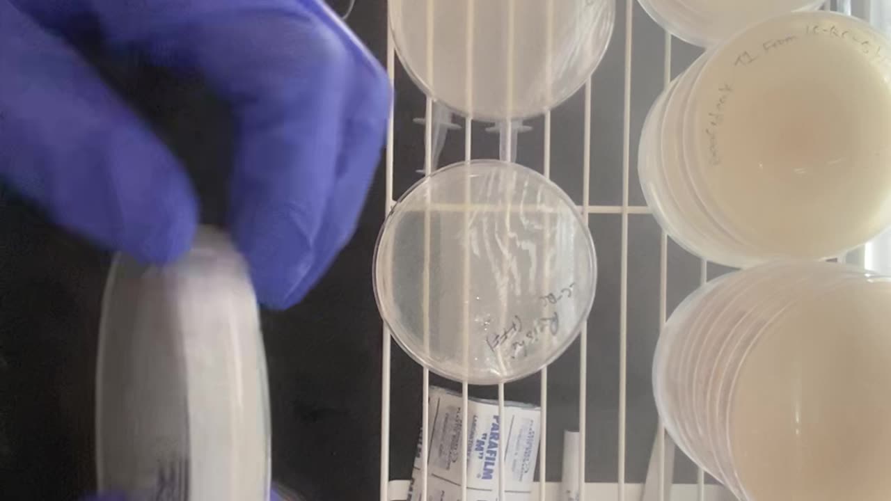 No Edits, Just Fungi - Reishi & Wine Cap QC + Wild Turkey Tail Transfer In A SAB - Aerial POV