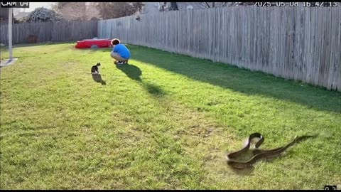 This Cat Fought a Snake to Save the Kid