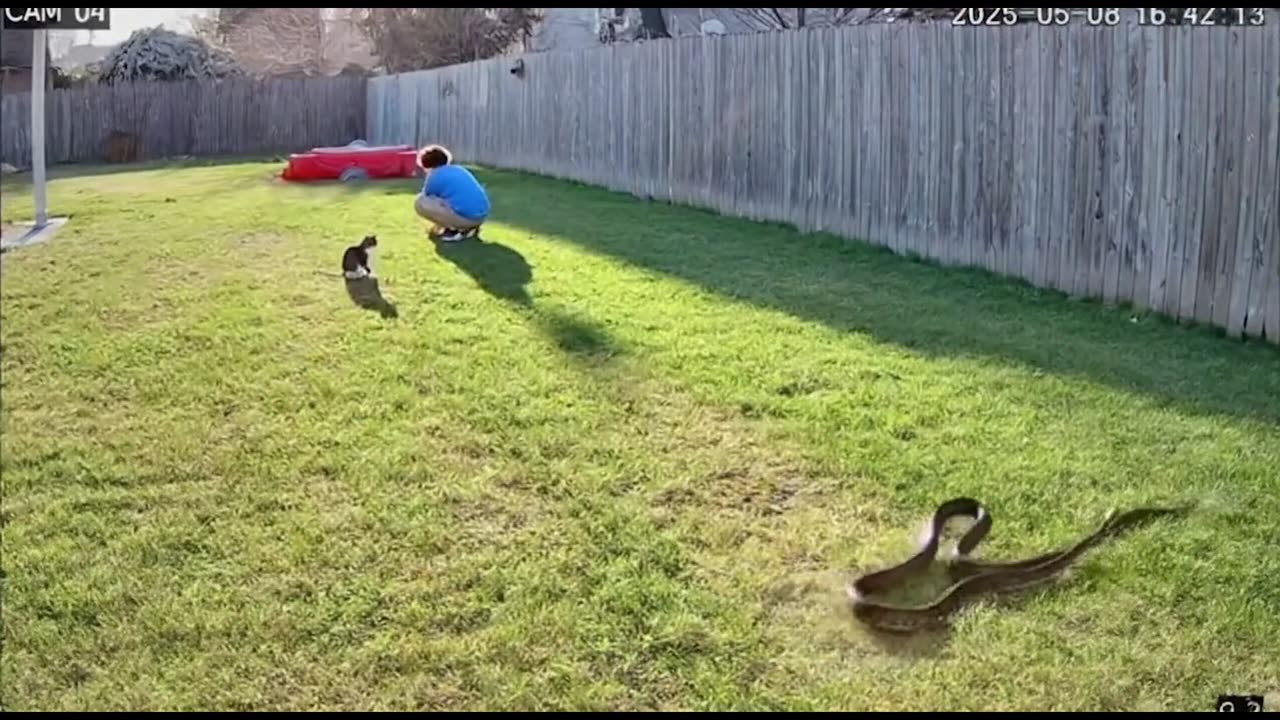 This Cat Fought a Snake to Save the Kid
