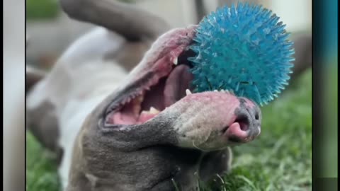 Pitbull Mauls Contractor in BC, Family Wants Him Returned