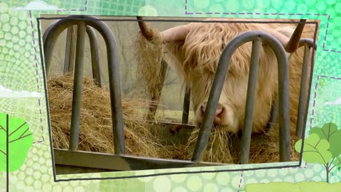 Mi Mascota y Yo - T02E20 - Vacas de las Tierras Altas