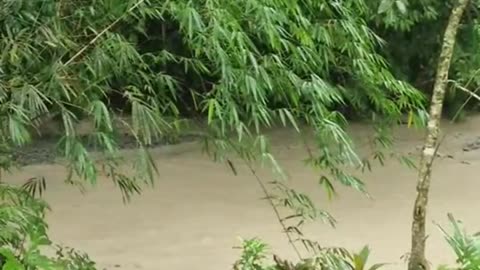 Expat in the Philippines. Afternoon rain at the farm. Mother nature at work