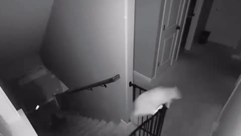 Cats Gone Wild at Home! 😹 Destruction, Chaos & Cuteness Overload!