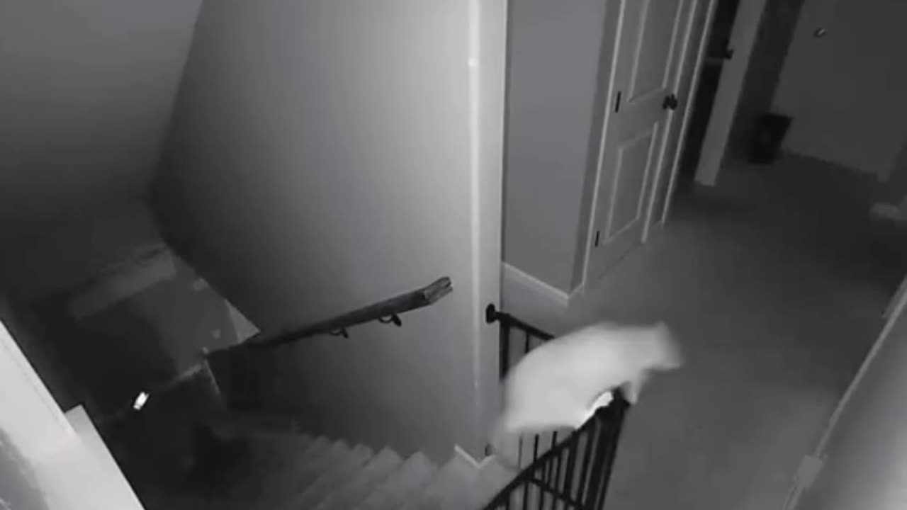 Cats Gone Wild at Home! 😹 Destruction, Chaos & Cuteness Overload!