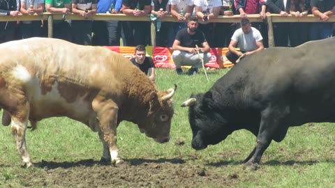 Cvijan od Fišeka vs Macan od Dedića Bijelo Polje Kakanj 2025