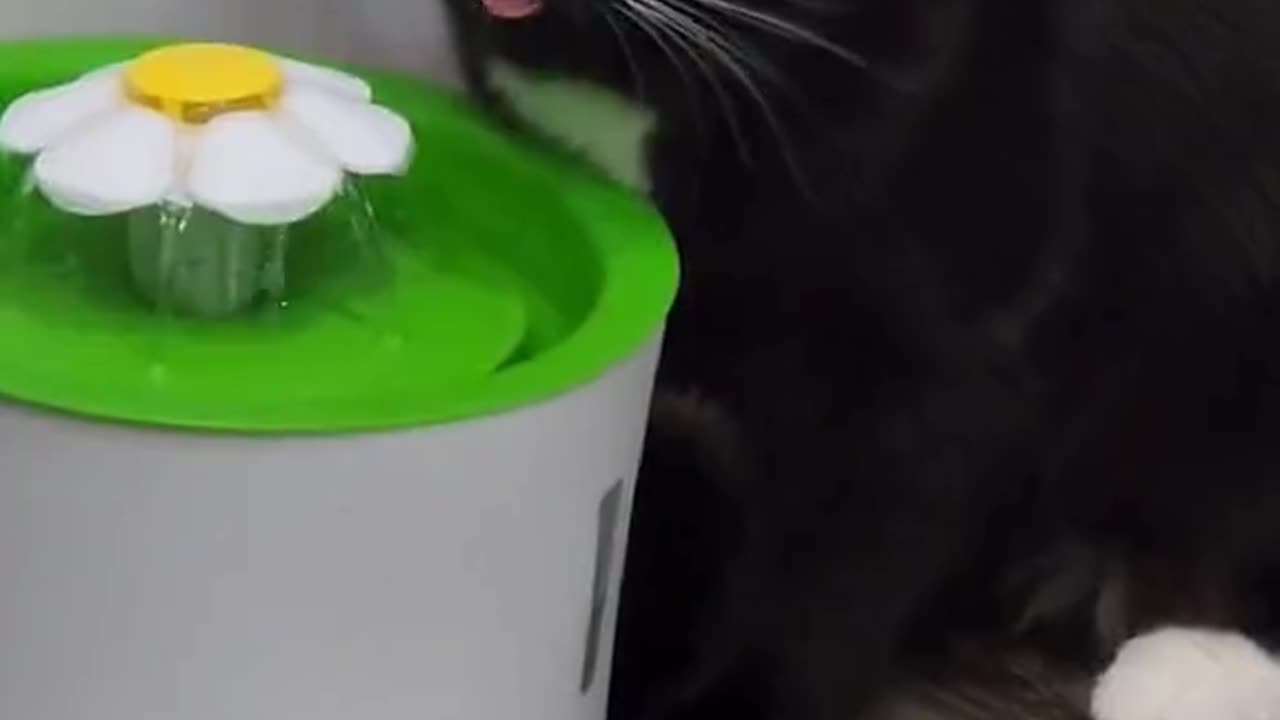 Cat Drinks Via Bluetooth