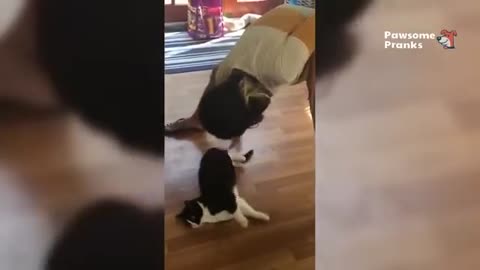 "Clever, Crazy, and Hilarious — Cats & Dogs at Their Funniest! 😁🐾