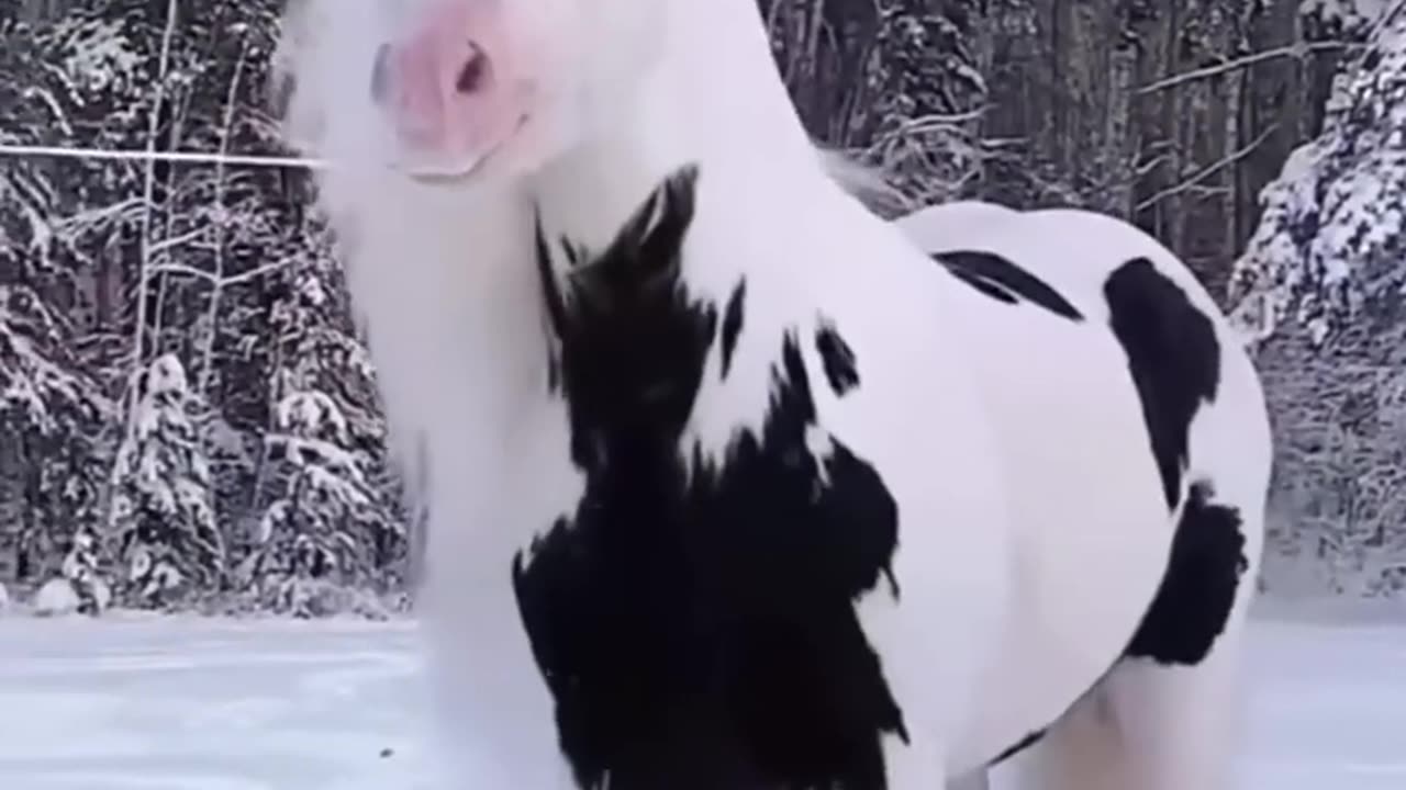 Animal Transformation before and after