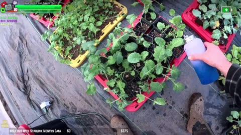 Tribe cant be Stopped MEGA GARDEN NEW GREENHOUSE BUILD W/ PLANTS IN FARMSTEAD REMOTE Isolated ALASKAN Village | !Real !Homestead