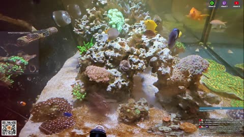 24/7 Real Live Reef Stream