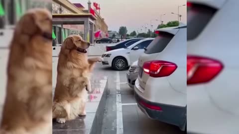 Best of 2022 - Top Funny Pet Videos [Funny Pets]