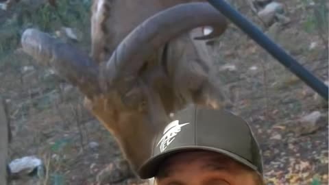 Aoudad in the United States