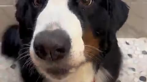 Do you think Buckeye enjoyed it?