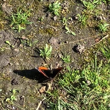 Butterfly video 6 Sept 2023 Aberdeen Auchmill nature reserve