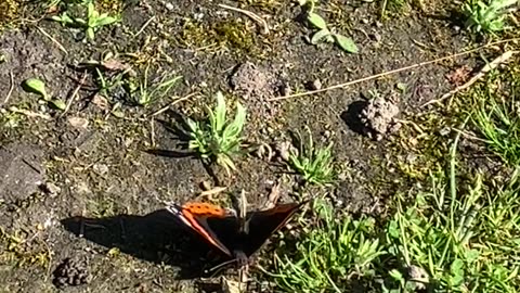Butterfly video 6 Sept 2023 Aberdeen Auchmill nature reserve