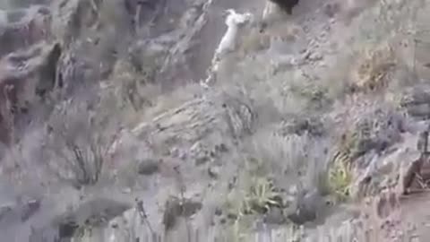 Dogo argentino drags mountain lion down a cliff