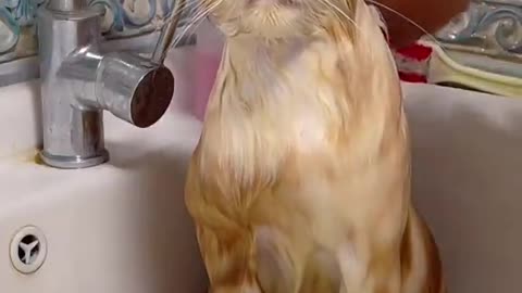 This cat is literally meditating in the shower
