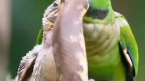 Mother is brave
