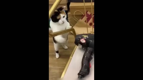 "Cats vs. Everything Epic Funny Cat Compilation"