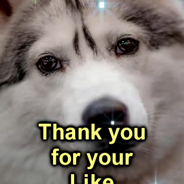 😊 PRAYER FOR THOSE WHO CARE FOR ANIMALS 😊