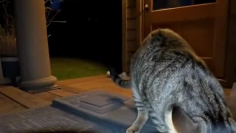 😺🔥🍜 This Cat Tried Spicy Noodles… And the Reaction Was Hilarious ✨